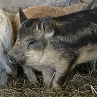 Mangalista Piglet Swallowbelly